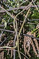 tangled stalks