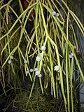 Miniatura para Rhipsalis baccifera