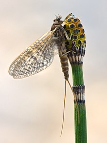 Rhithrogena germanica subimago on Equisetum hyemale (mirrored and cropped).jpg