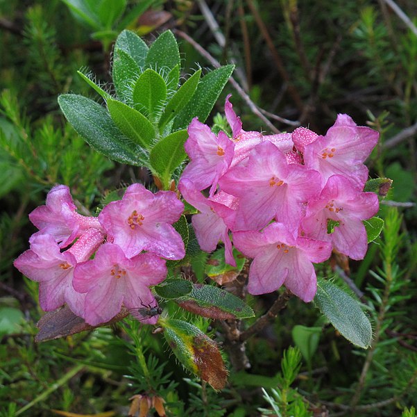 File:Rhododendron hirsutum 2 RF.jpg