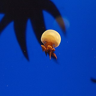 <i>Rhopilema</i> Genus of jellyfishes