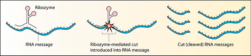 File:Ribozyme.jpg