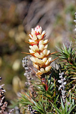 Thumbnail for File:Richea Scoparia-2.jpg