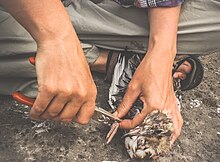 Ringing of black-headed gull Chroicocephalus ridibundus (Laridae) nestling Ringing of black-headed gull Chroicocephalus ridibundus nestling.jpg