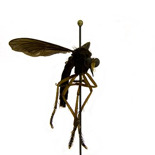 <i>Diogmites platypterus</i> Species of fly