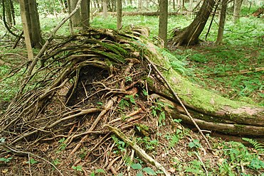 Root ball at Coffey Swamp, Washington Island, Door County, Wisconsin.jpg