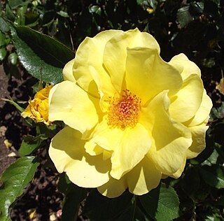 <i>Rosa</i> Sun Flare Yellow floribunda rose cultivar