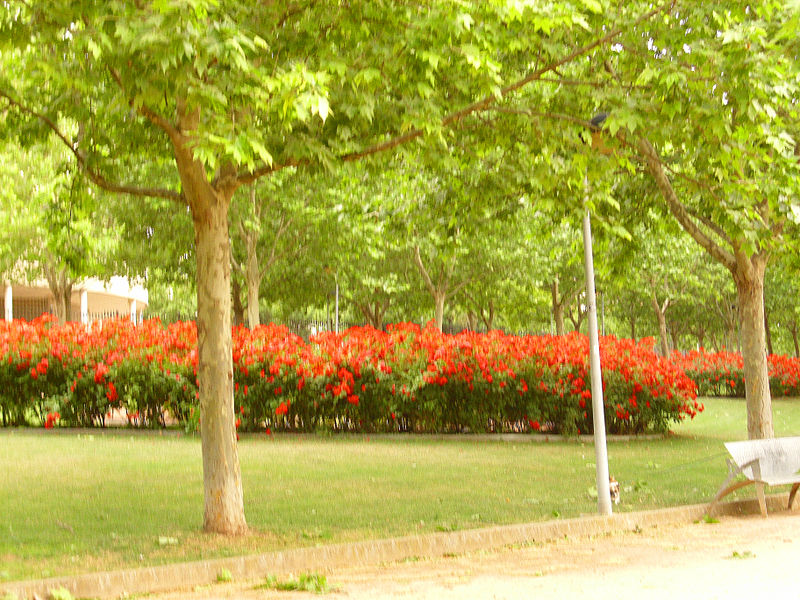 File:Rosa 'La Sevillana' M.L. Meilland 4ParqueGassetCiudadReal.jpg