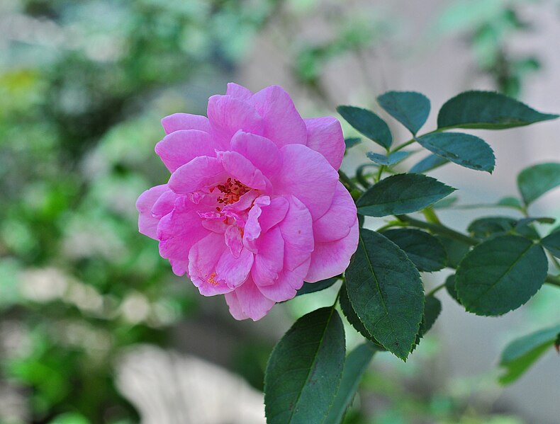 File:Rosa indica - 20120730.jpg