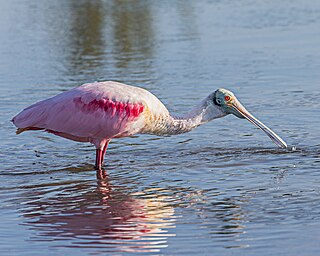 Roseate Spoonbill (43511198055).jpg