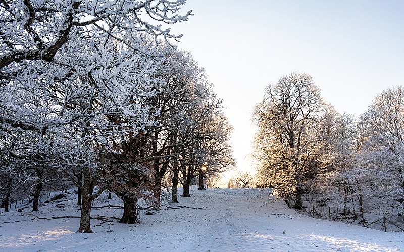 File:Row of frosty oaks at Nordens Ark by Åbyfjorden 1.jpg