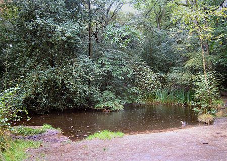 Rowhill Nature Reserve Pond