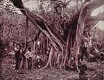 Rubber, or Banyan Tree, on Banana River, Florida.jpg