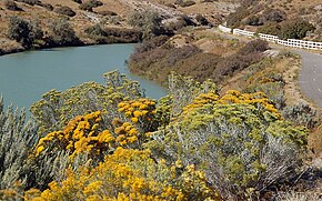 Beschrijving van afbeelding rubber rabbitbrush 01.jpg.