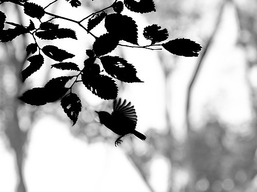 Ruby-crowned kinglet (silhouette) in Prospect Park