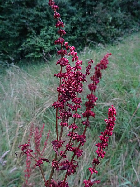 File:Rumex sanguineus 149820938.jpg