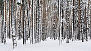 Vignette pour Forêt en Russie