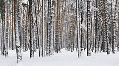 Russia. Moscow Region. Winter pine wood, lake Kratovskoe area.JPG
