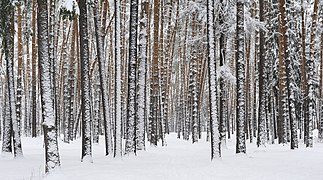 Moscow Region. Ramensky area