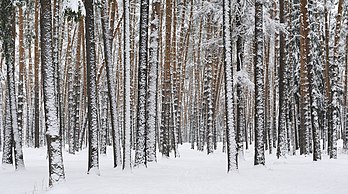 Paisagem de inverno de um bosque de pinheiros próximo ao lago Kratovskoe, distrito de Ramensky, região de Moscou, Rússia. (definição 4 256 × 2 377)