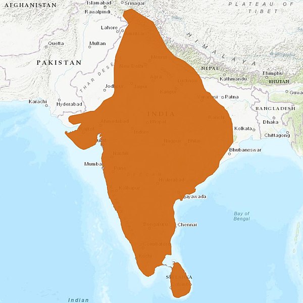 Image: Rusty spotted Cat distribution