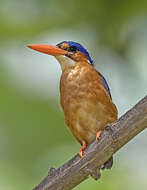 São Tomé malachite kingfisher Corythornis cristatus thomensis