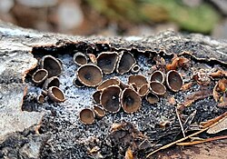 Kobarlõhkik Sclerencoelia fascicularis