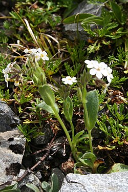 SP107476 Myosotis explanata Cheeseman WELT Te Papa 1768859 517941.jpg