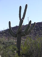 Saguaro National Park P1013178.jpg