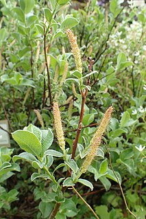 <i>Salix pyrenaica</i> Species of plant in the family Salicaceae