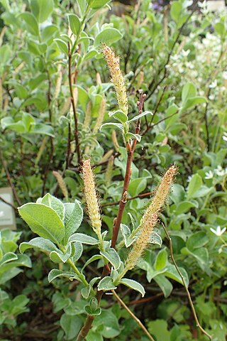 <i>Salix pyrenaica</i> Species of plant in the family Salicaceae