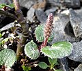 Salix reticulata