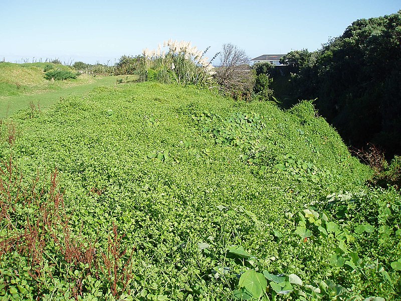 File:Salpichroa origanifolia (Lam.) Baill. (AM AK289834-1).jpg