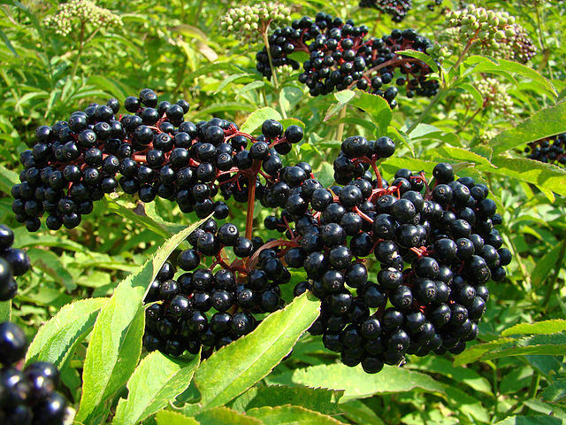 where to find wild elderberry