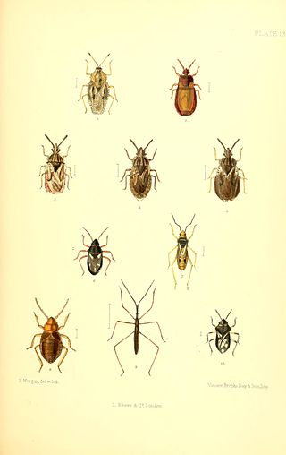 <i>Hebrus pusillus</i> Species of true bug