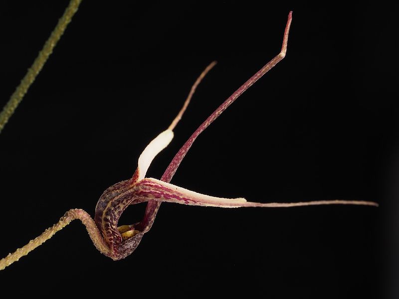 File:Scaphosepalum gibberosum (21343517548).jpg