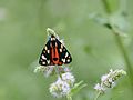 Schönbär (Callimorpha dominula)