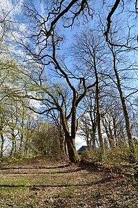 Schleswig-Holstein, Drage, Naturdenkmal 13 NIK 2019.JPG