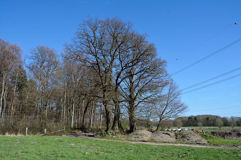 File:Schleswig-Holstein, Tornesch, Naturdenkmal 12-11 NIK 2202.JPG