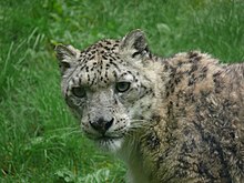 The snow leopard was the official national animal of the Islamic Republic of Afghanistan Schneeleopard- P1020498.jpg