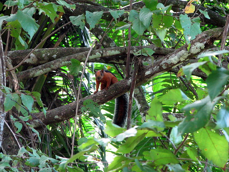 File:Sciurus variegatoides Costa Rica.jpg