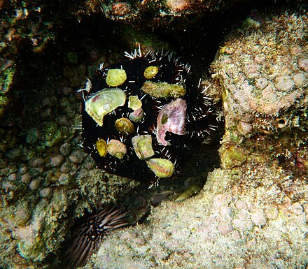 Self-decorated sea urchin
