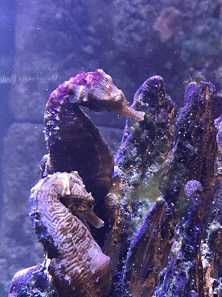 File:Seahorses at New England Aquarium 06.jpg