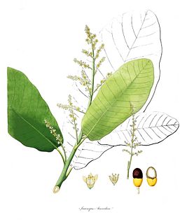 <i>Semecarpus</i> genus of plants