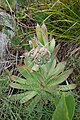 Sempervivum tectorum