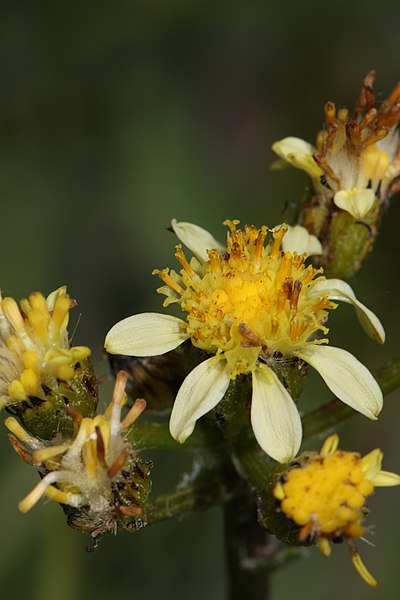 File:Senecio integerrimus 4778.JPG