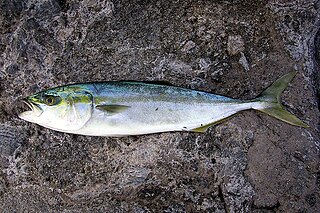 Japanese amberjack