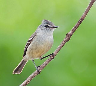 <span class="mw-page-title-main">White-crested tyrannulet</span> Species of bird