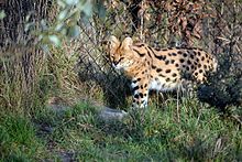 Un serval allo zoo di Rotterdam.