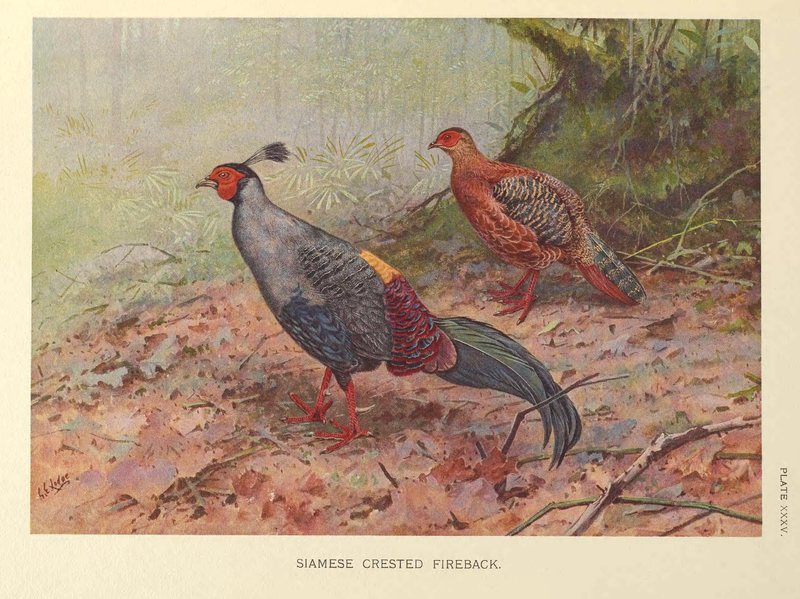 File:Siamese Crested Fireback by George Edward Lodge.png